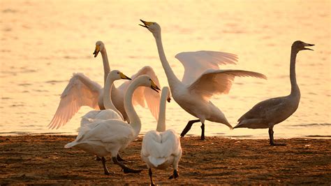 are there swans in china - east asian swans.